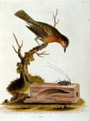 Illustration à l