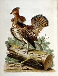 Illustration à l
