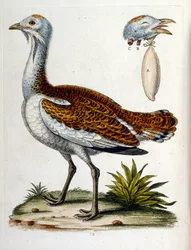 Illustration à l