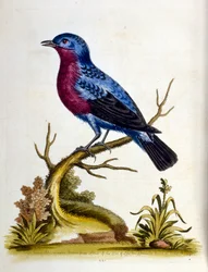 Illustration à l