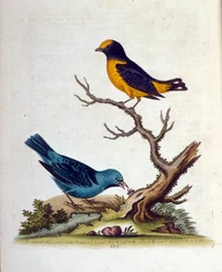 Illustration à l