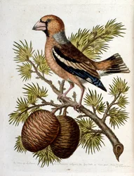 Illustration à l