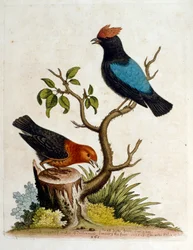 Illustration à l