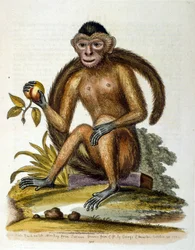 Illustration à l