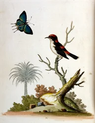 Illustration à l
