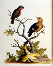 Illustration à l
