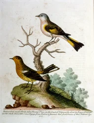 Illustration à l