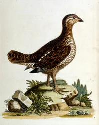 Illustration à l