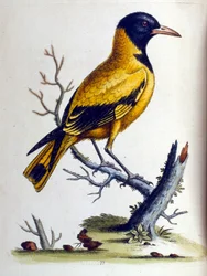 Illustration à l