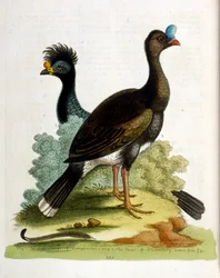 Illustration à l