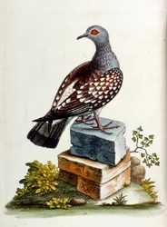 Illustration à l