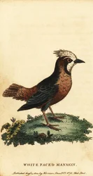 Fourmilier à plumes blanches, Pithys albifrons, 1800 (gravure)
