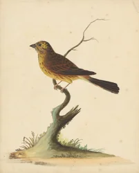 Bruant jaune