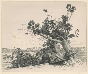 Cèdres du désert, Nouveau-Mexique