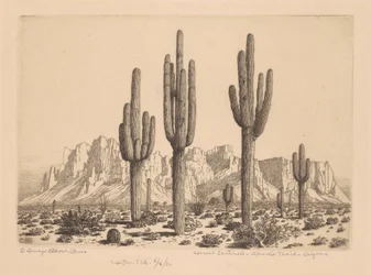 Sentinelles du désert, Apache Trail, Arizona
