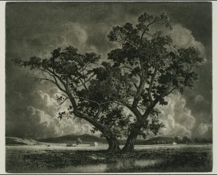 Old Cottonwoods, Colorado