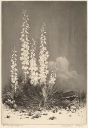Soapweed, Arizona