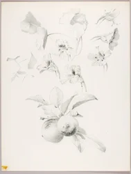 Sans titre (étude botanique)