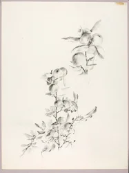 Sans titre (Branches de pommier)