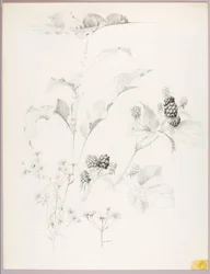 Sans titre (marguerites et mûres)