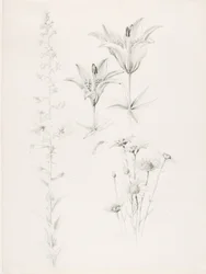 Sans titre (Lily, Daisy, Hibiscus)