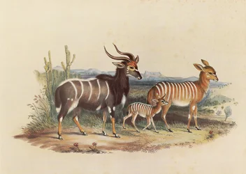 Le Nyala