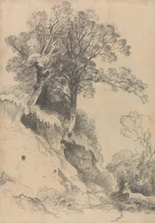Arbres sur une Berge Érodée