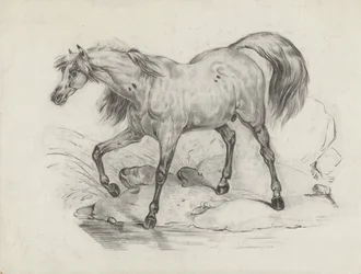 Cheval debout, vers la gauche