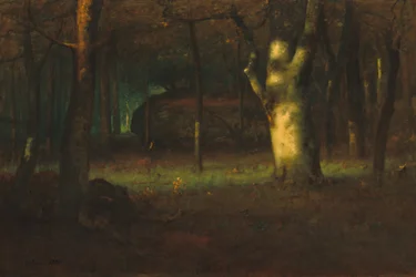 Coucher de soleil dans les bois