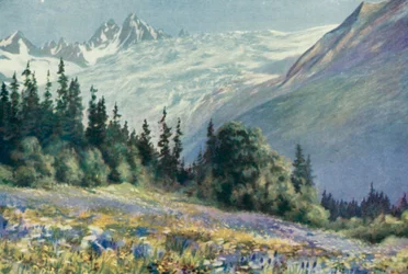 Campanule et autres fleurs de juillet sur le Col des Montets