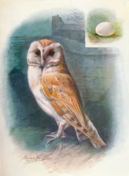 Chouette effraie - Strix flammea