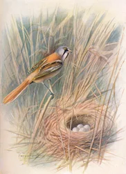 Mésange à moustaches ou Panure à moustaches - Panurus biarmicus, vers 1910, 1910