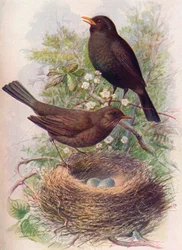 Merle noir - Turdus merula, c1910