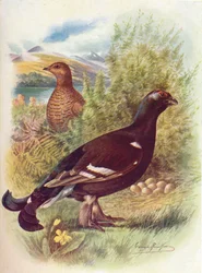 Coq de bruyère ou tétras lyre - Tetrao tetrix, vers 1910, 1910