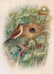 Pouillot véloce - Phylloscopus rufus, vers 1910