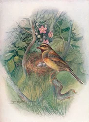 Bruant zizi - Emberiza cirlus, vers 1910