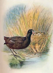 Foulque macroule - Fulica atra