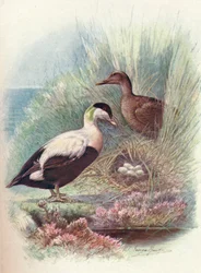 Eider - Somateria mollissima