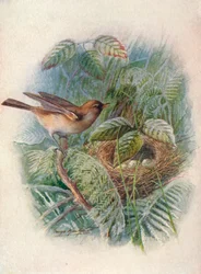 Fauvette des jardins - Sylvia hortensis, c1910, 1910