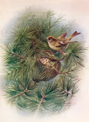 Roitelet huppé - Regulus cristatus, vers 1910