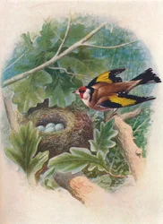 Chardonneret élégant - Carduelis elegans, vers 1910