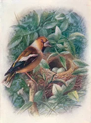 Gros-bec - Coccothraustes vulgaris, vers 1910