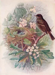 Accenteur mouchet - Accentor modularis, vers 1910