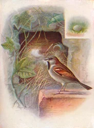 Moineau domestique -- Passer domesticus, vers 1910