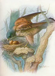 Faucon crécerelle - falco tinnunculus, vers 1910