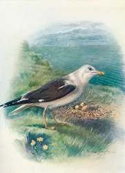 Goéland brun - Larus fuscus, vers 1910, 1910