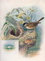 Mésange nonnette - Parus palustris, vers 1910