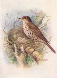Grive draine - Turdus viscivorus, vers 1910, 1910