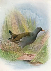Poule d