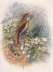 Rossignol - Daulias luscinia, vers 1910, 1910